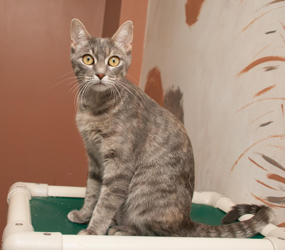 whitney, a Adoptable Torbie in Westminster, CO image 4/4