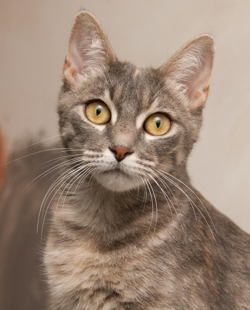whitney, Adoptable, Adult Female Torbie.