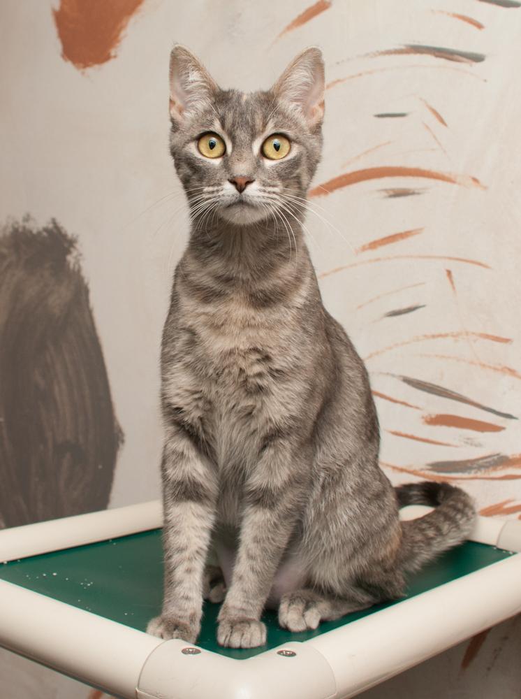 whitney, a Adoptable Torbie in Westminster, CO image 2/4