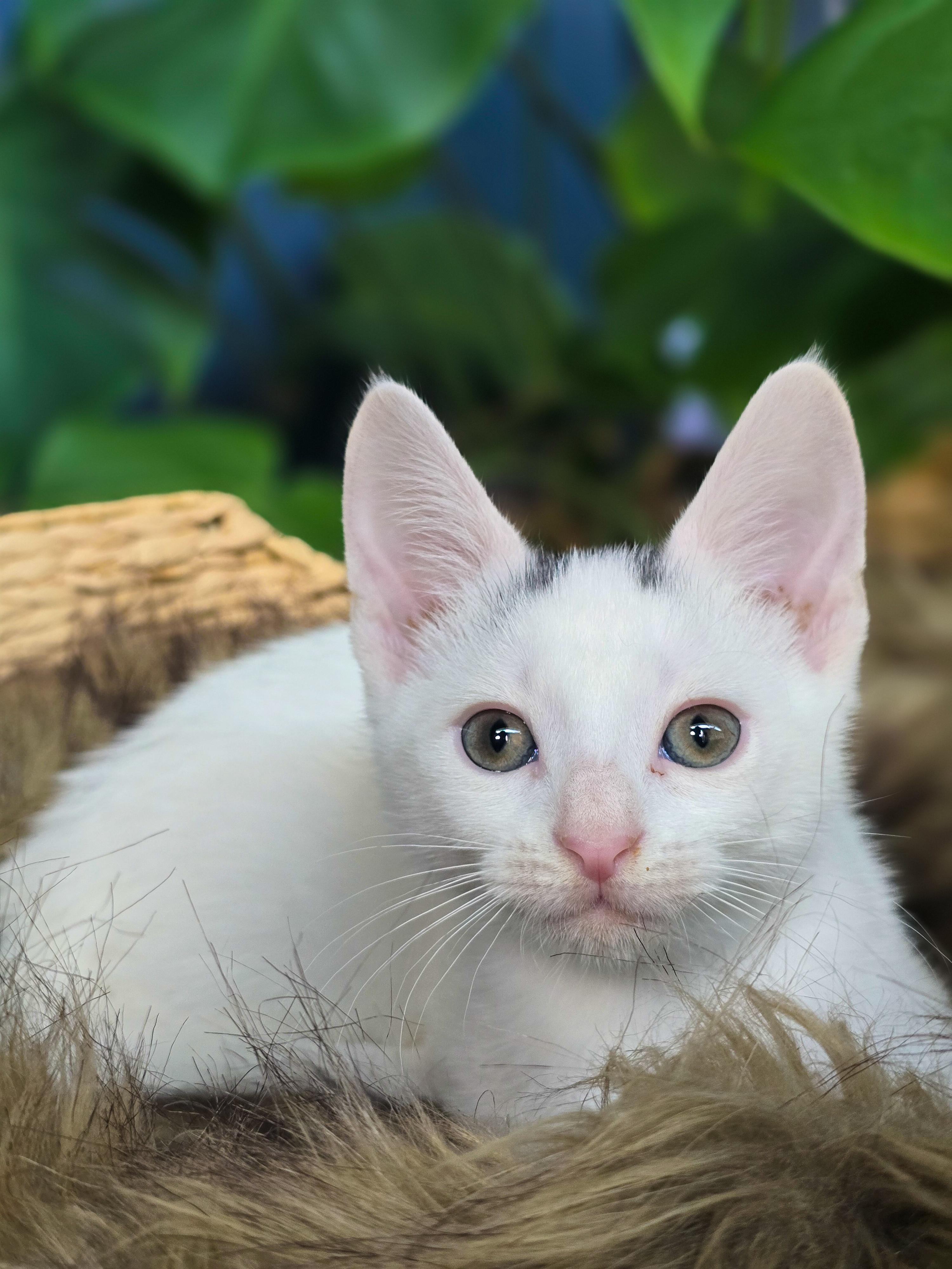 Enlarge Newt, a Adopted Domestic Short Hair in Mullica Hill, NJ image 2/3