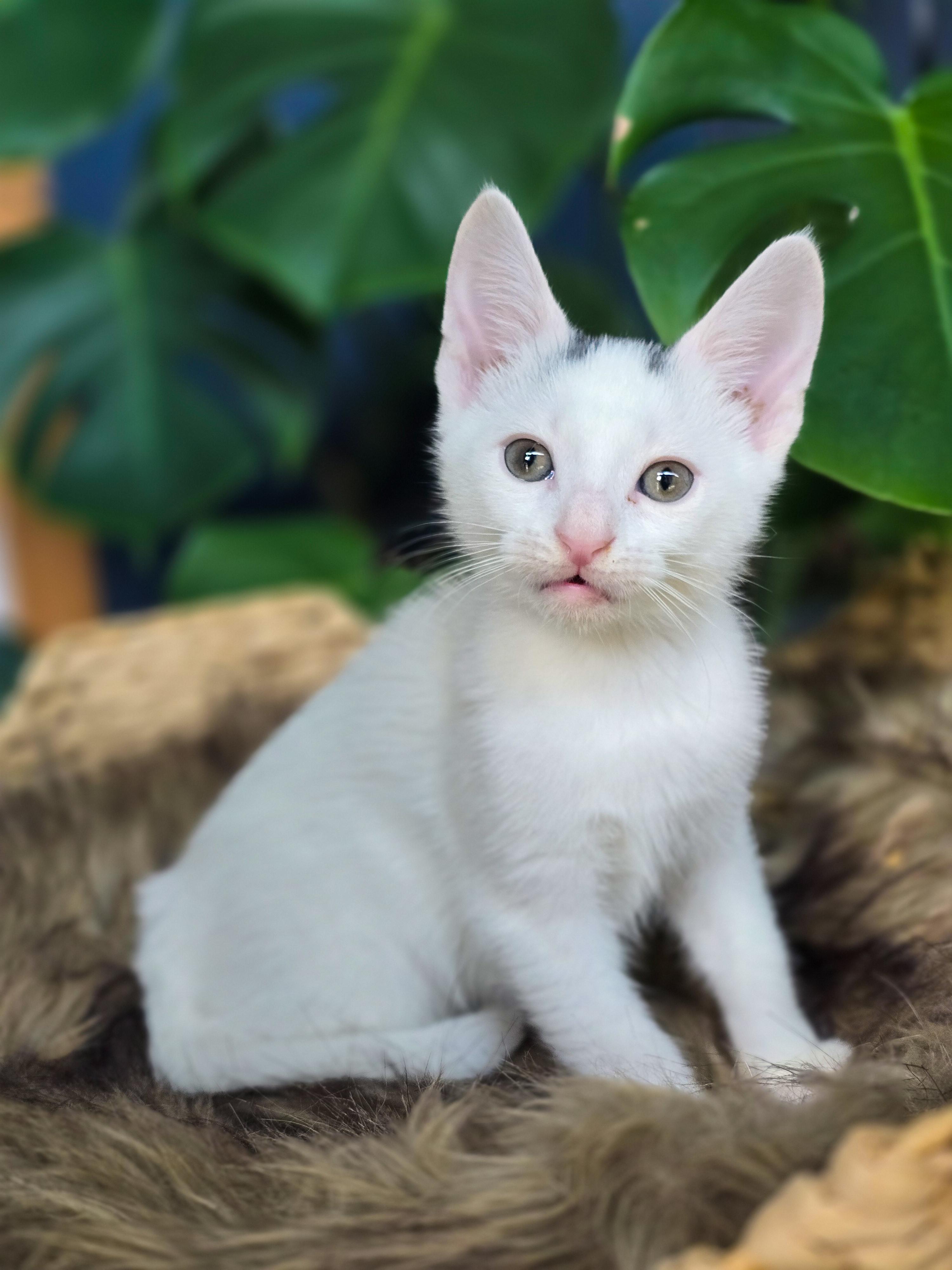 Newt, Adopted, Kitten Male Domestic Short Hair.