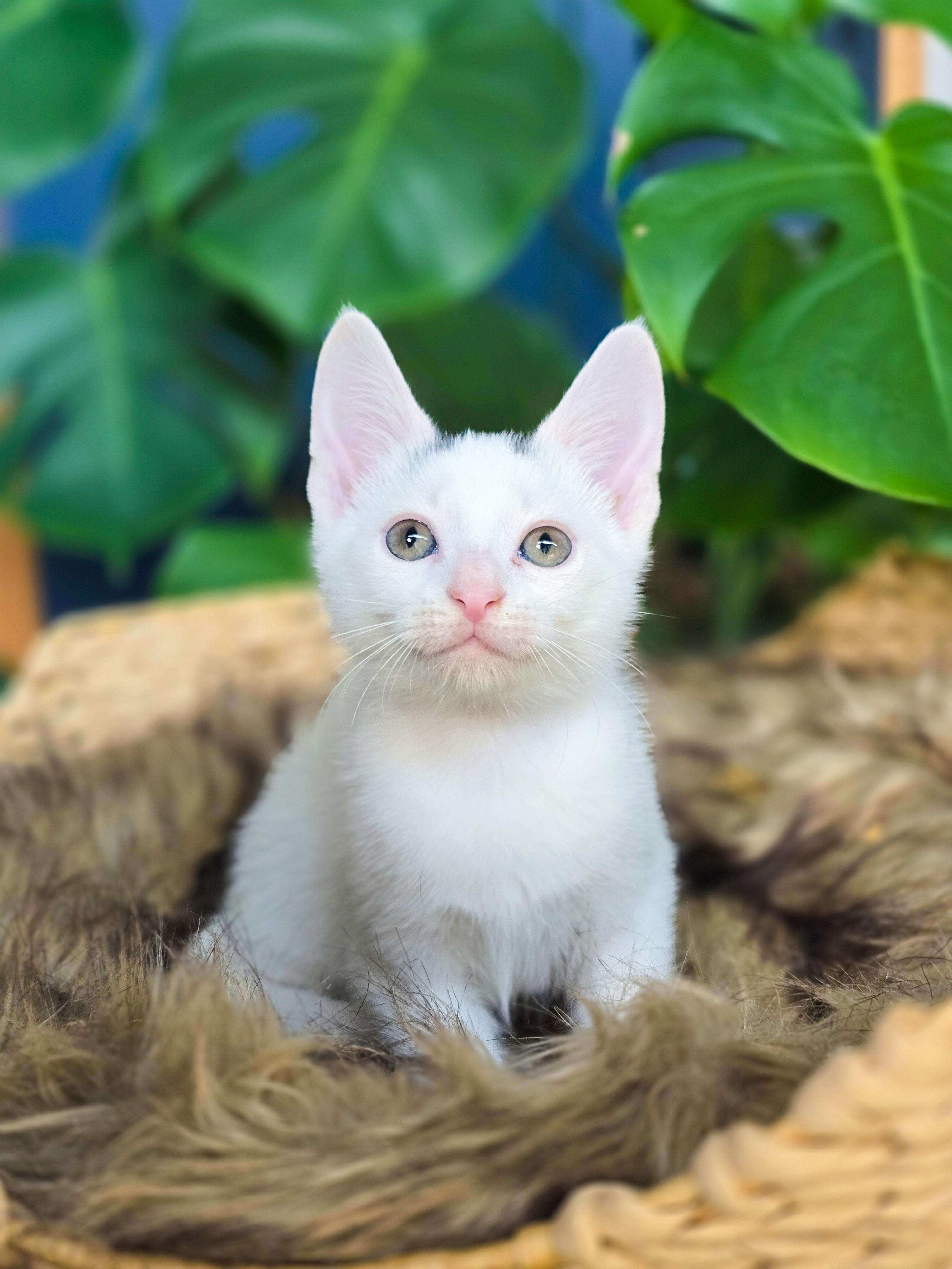 Enlarge Newt, a Adopted Domestic Short Hair in Mullica Hill, NJ image 3/3