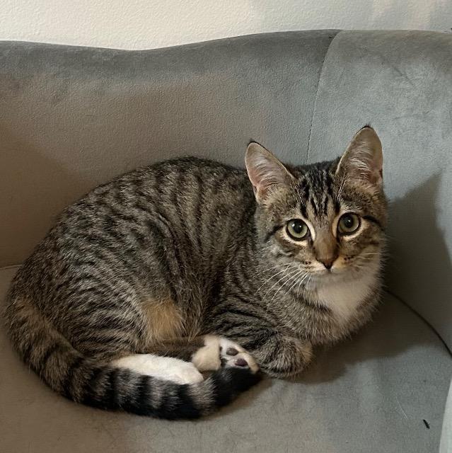 Reverend Gravy Boat, Adoptable, Kitten Male Domestic Short Hair.