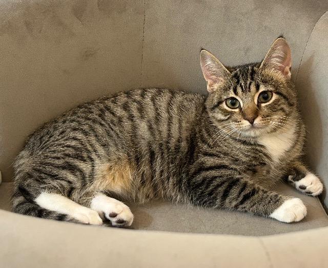 Enlarge Reverend Gravy Boat, a Adoptable mixed breed in Cincinnati, OH image 2/6