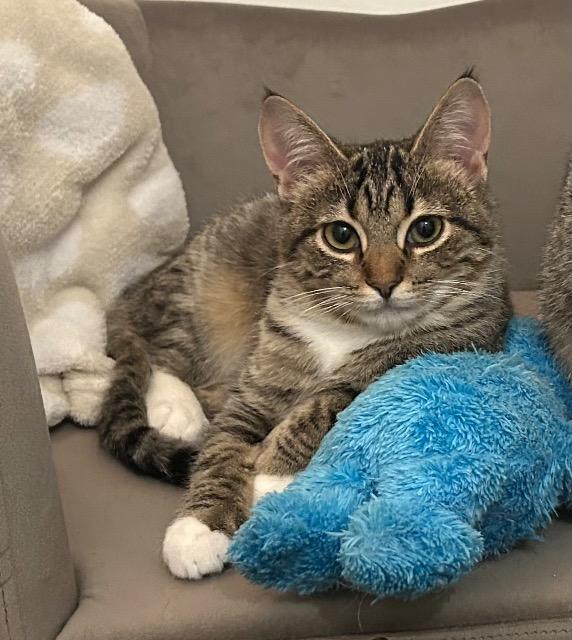 Enlarge Reverend Gravy Boat, a Adoptable mixed breed in Cincinnati, OH image 3/6