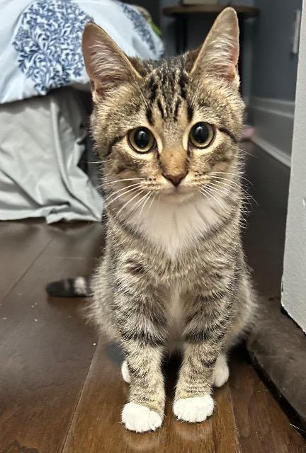 Enlarge Reverend Gravy Boat, a Adoptable mixed breed in Cincinnati, OH image 4/6