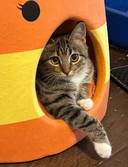 Enlarge Reverend Gravy Boat, a Adoptable mixed breed in Cincinnati, OH image 5/6