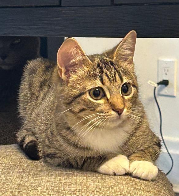 Enlarge Reverend Gravy Boat, a Adoptable mixed breed in Cincinnati, OH image 6/6