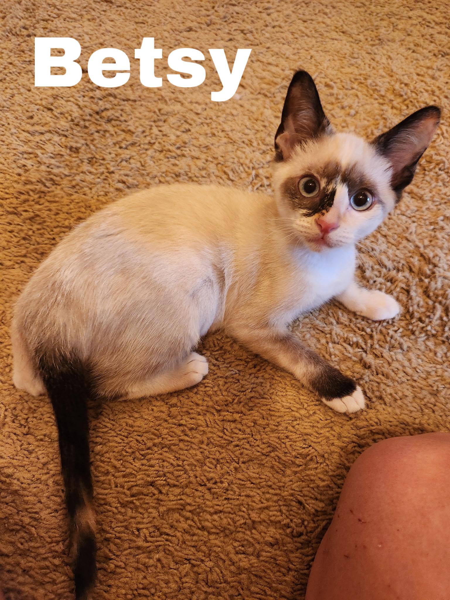 Betsy, a ADOPTABLE Siamese in Jackson, MS image 2/2