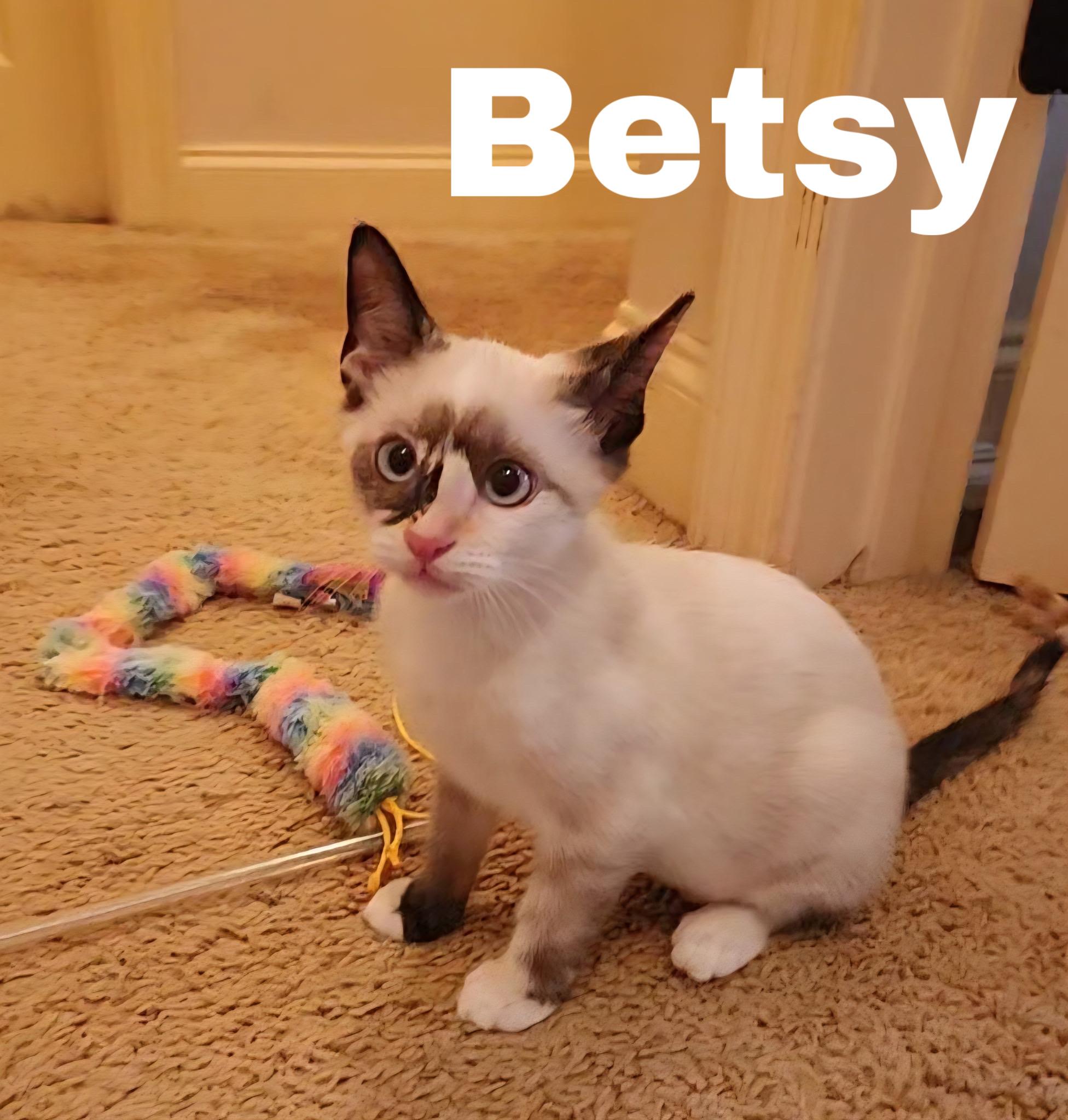 Betsy, ADOPTABLE, Young Female Siamese.