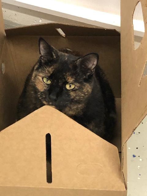 Holly, adopted, Adult Female Tortoiseshell.