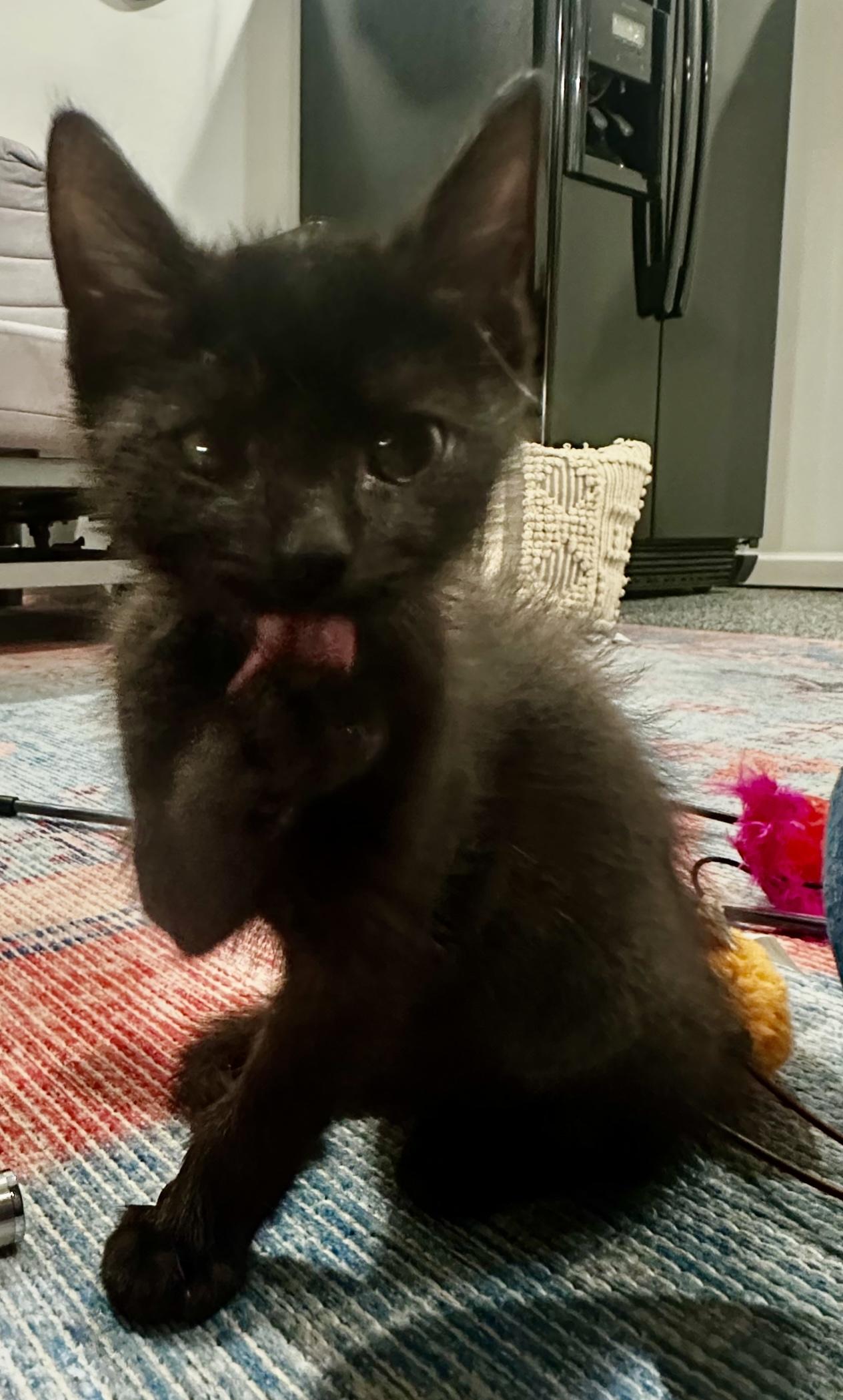 Nugget, Adoptable, Kitten Male Domestic Short Hair.