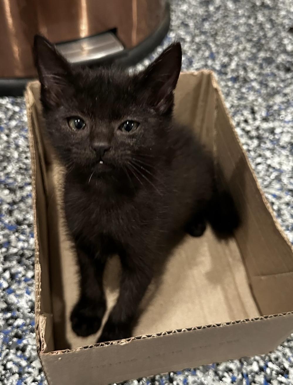 Nugget, a Adoptable Domestic Short Hair in CANONSBURG, PA image 2/2