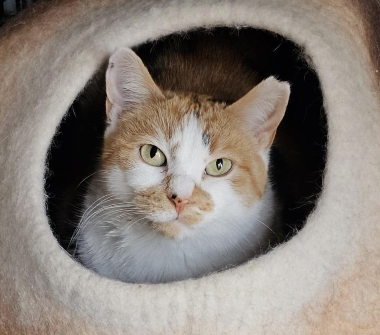 Enlarge Suki & Casper, a Adoptable mixed breed in St. Paul Park, MN image 2/5
