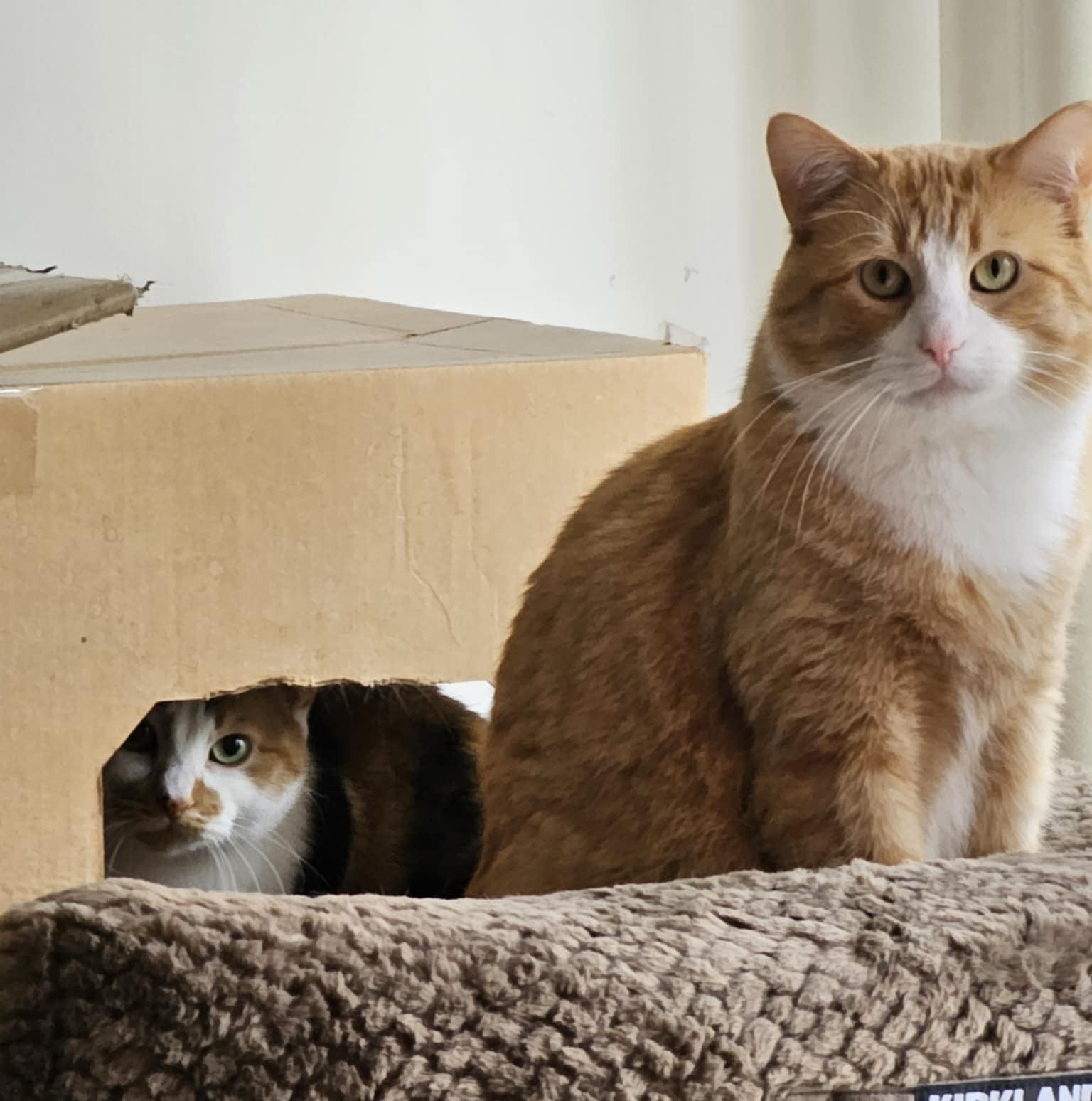 Enlarge Suki & Casper, a Adoptable mixed breed in St. Paul Park, MN image 3/5