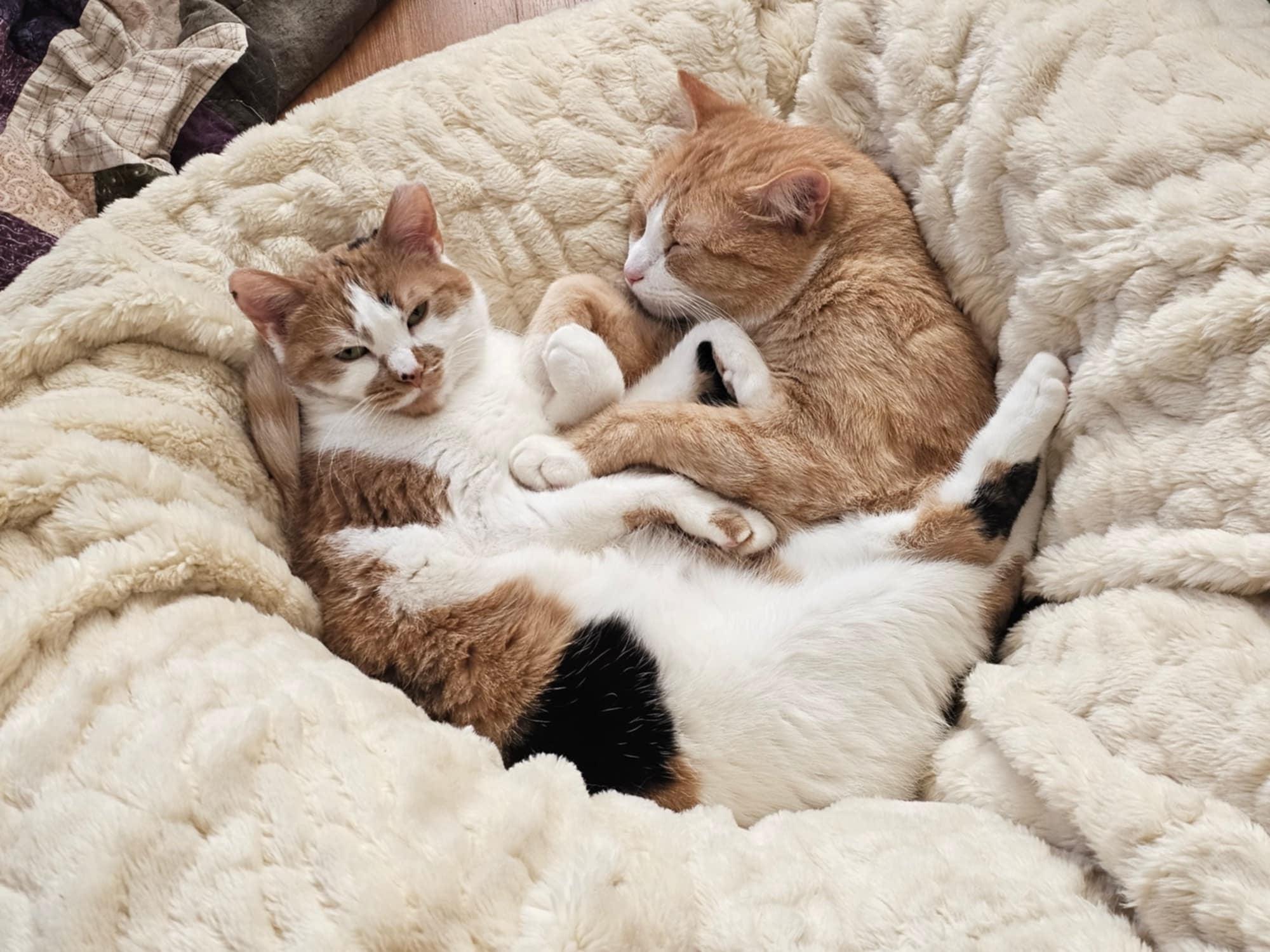 Suki & Casper, Adoptable, Adult Female Calico & Domestic Short Hair.