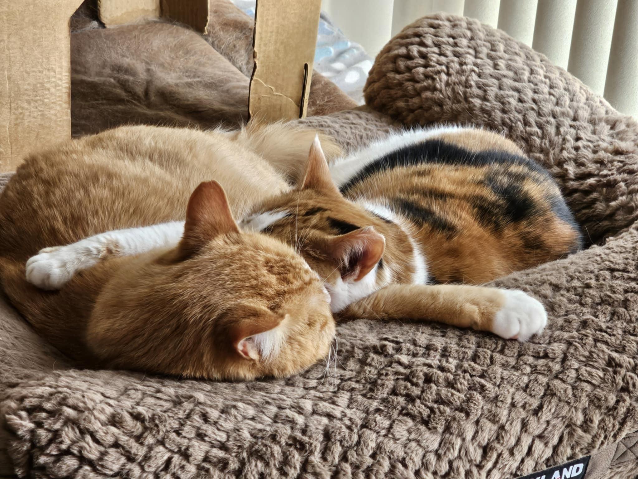 Enlarge Suki & Casper, a Adoptable mixed breed in St. Paul Park, MN image 4/5