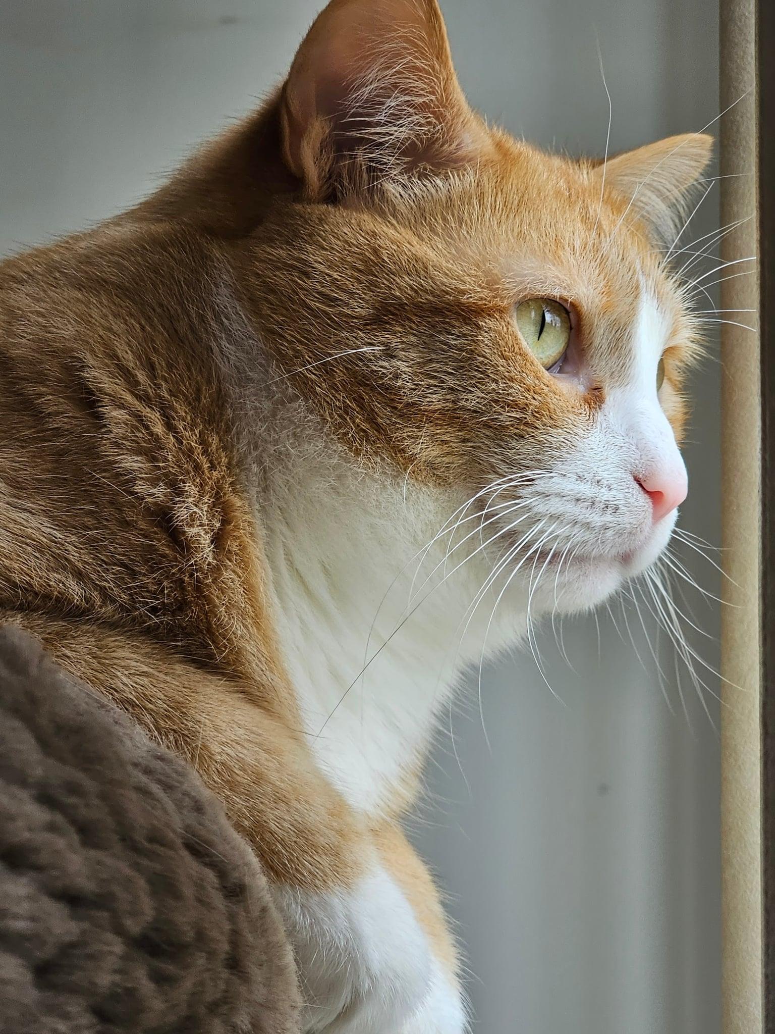 Enlarge Suki & Casper, a Adoptable mixed breed in St. Paul Park, MN image 5/5