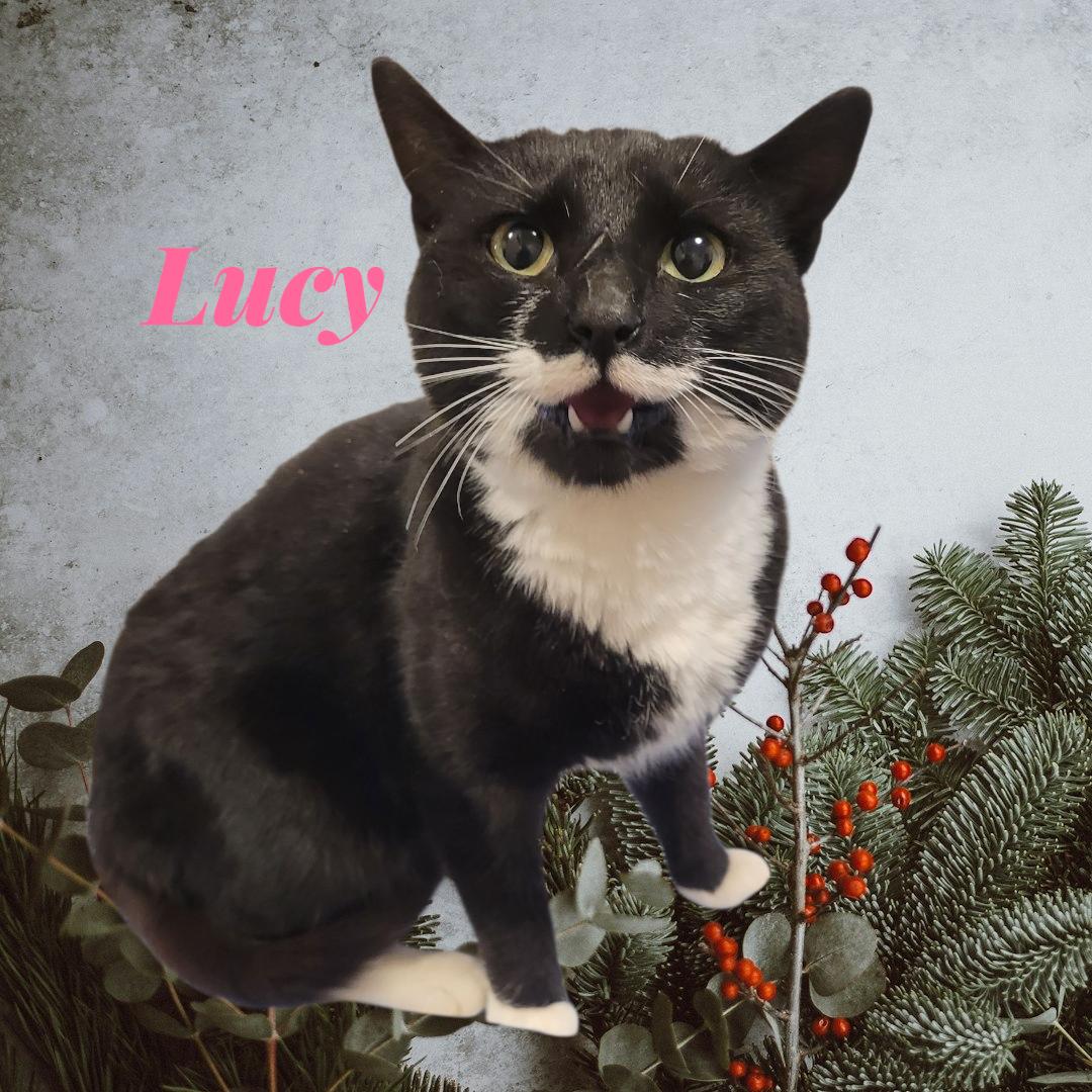 Enlarge Lucy, a Adoptable Domestic Short Hair in Orleans, VT image 1/1