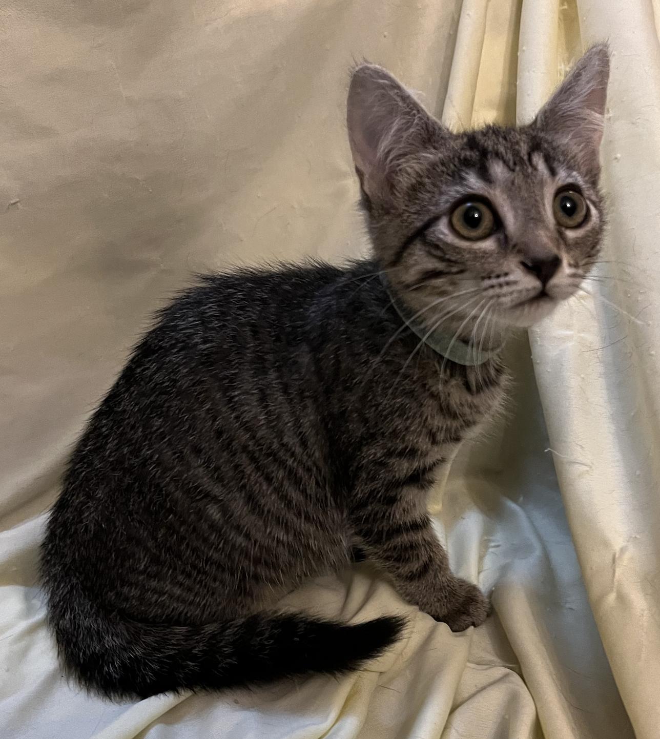 Adam, a ADOPTABLE Domestic Short Hair in Connelly Springs, NC image 2/3