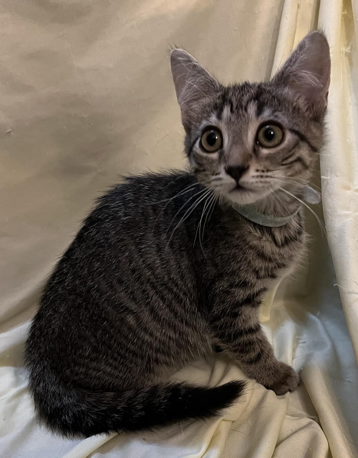Adam, a ADOPTABLE Domestic Short Hair in Connelly Springs, NC image 3/3