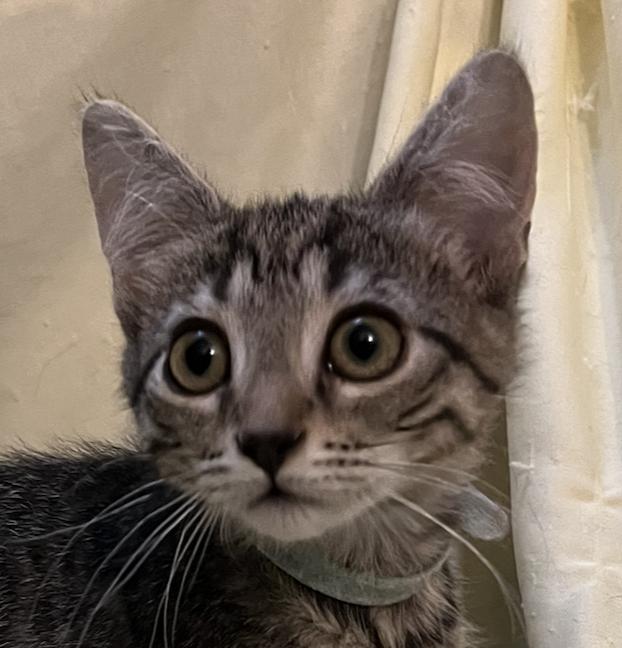 Adam, ADOPTABLE, Kitten Male Domestic Short Hair.