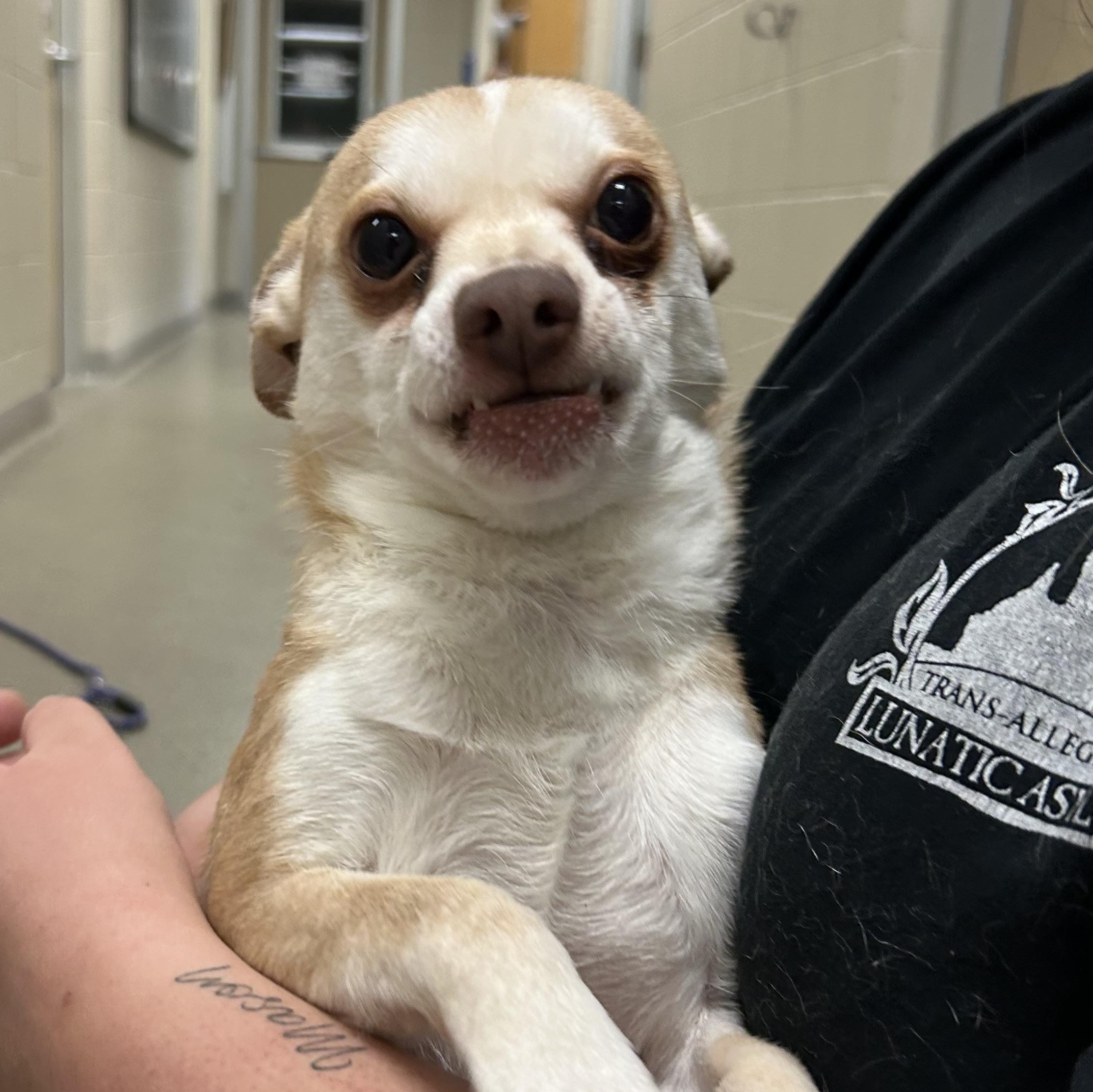 Enlarge Torta, an adopted Chihuahua in Kearney, NE image 2/3