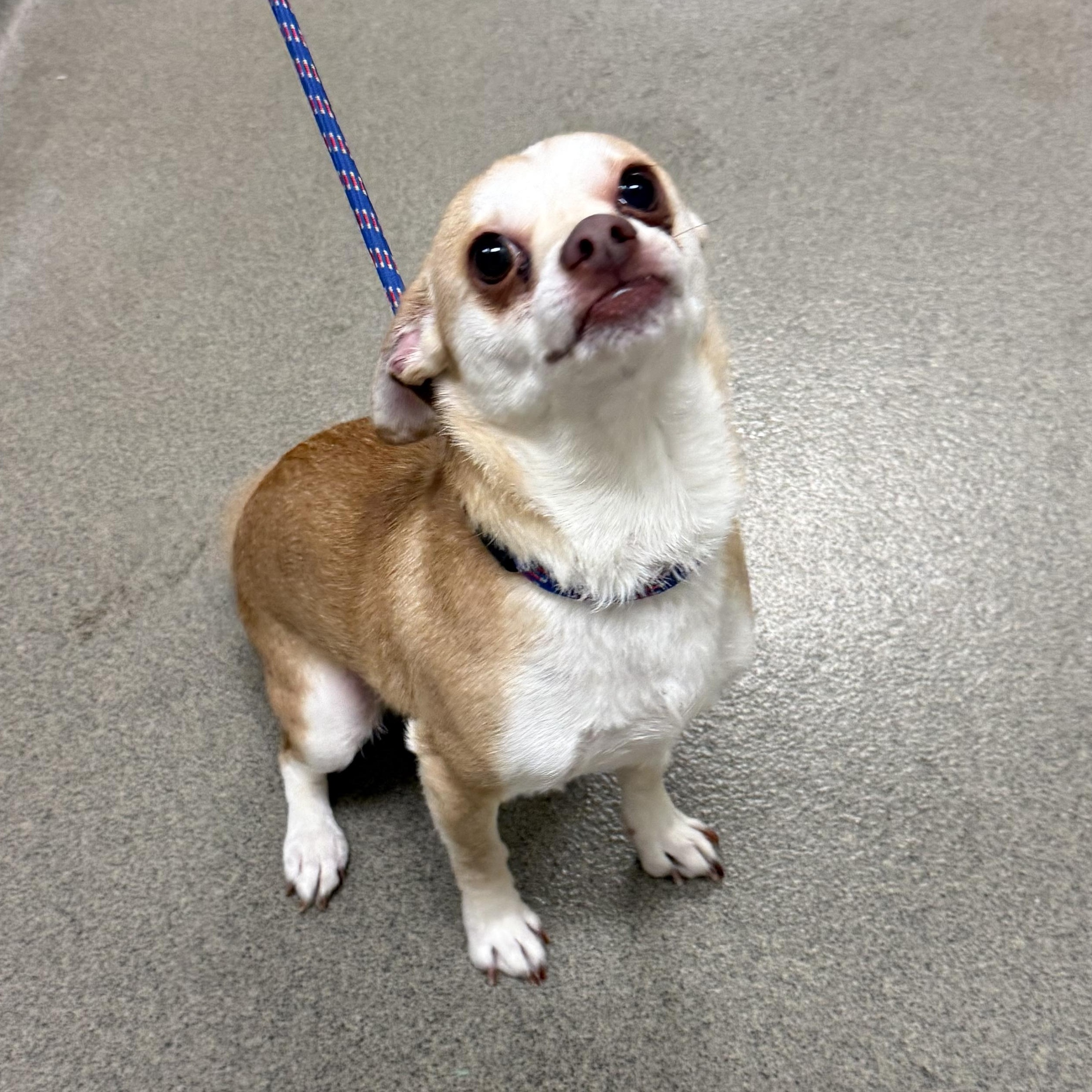 Torta, adopted, Adult Male Chihuahua.