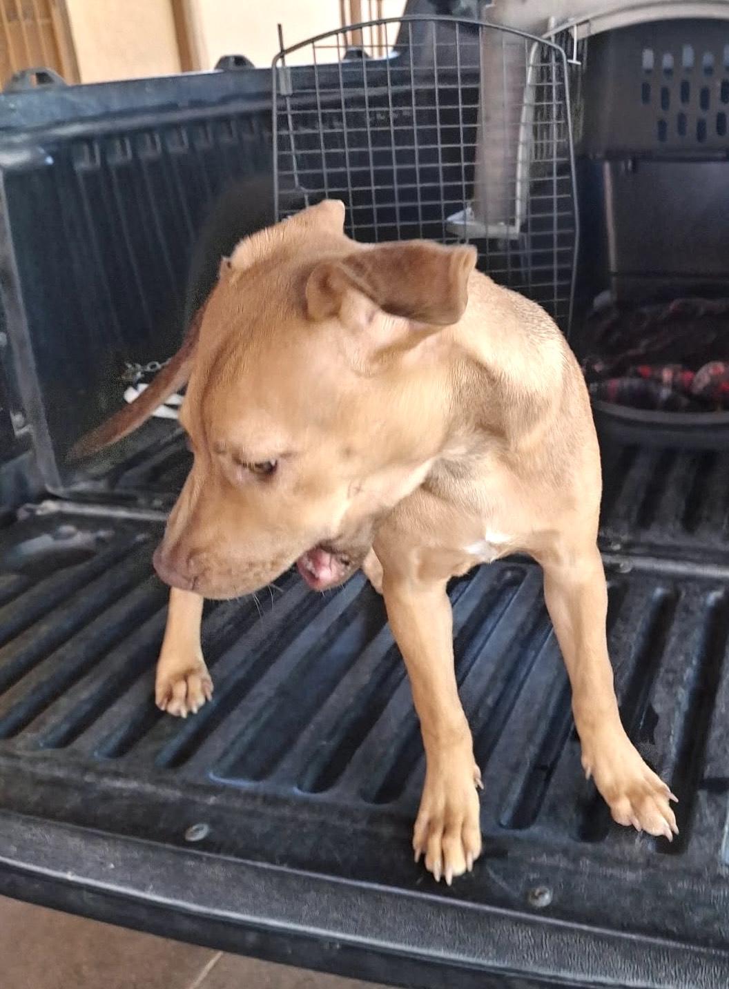 Capuchina(3) — thumbnail 3