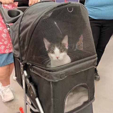 Enlarge Freckle, an adoptable Domestic Short Hair in Beaufort, SC image 2/6
