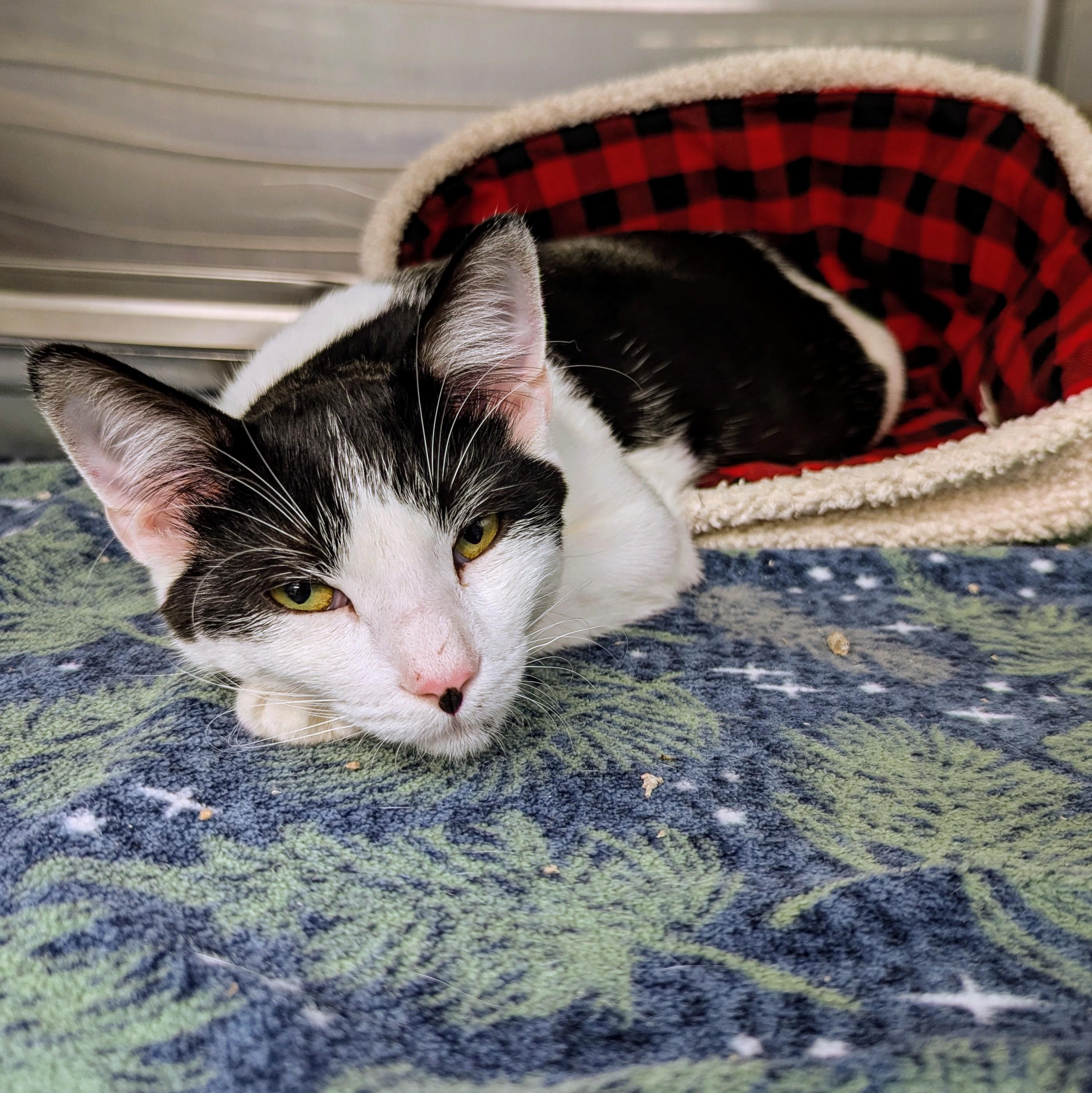 Enlarge Freckle, a Adoptable Domestic Short Hair in Beaufort, SC image 5/6