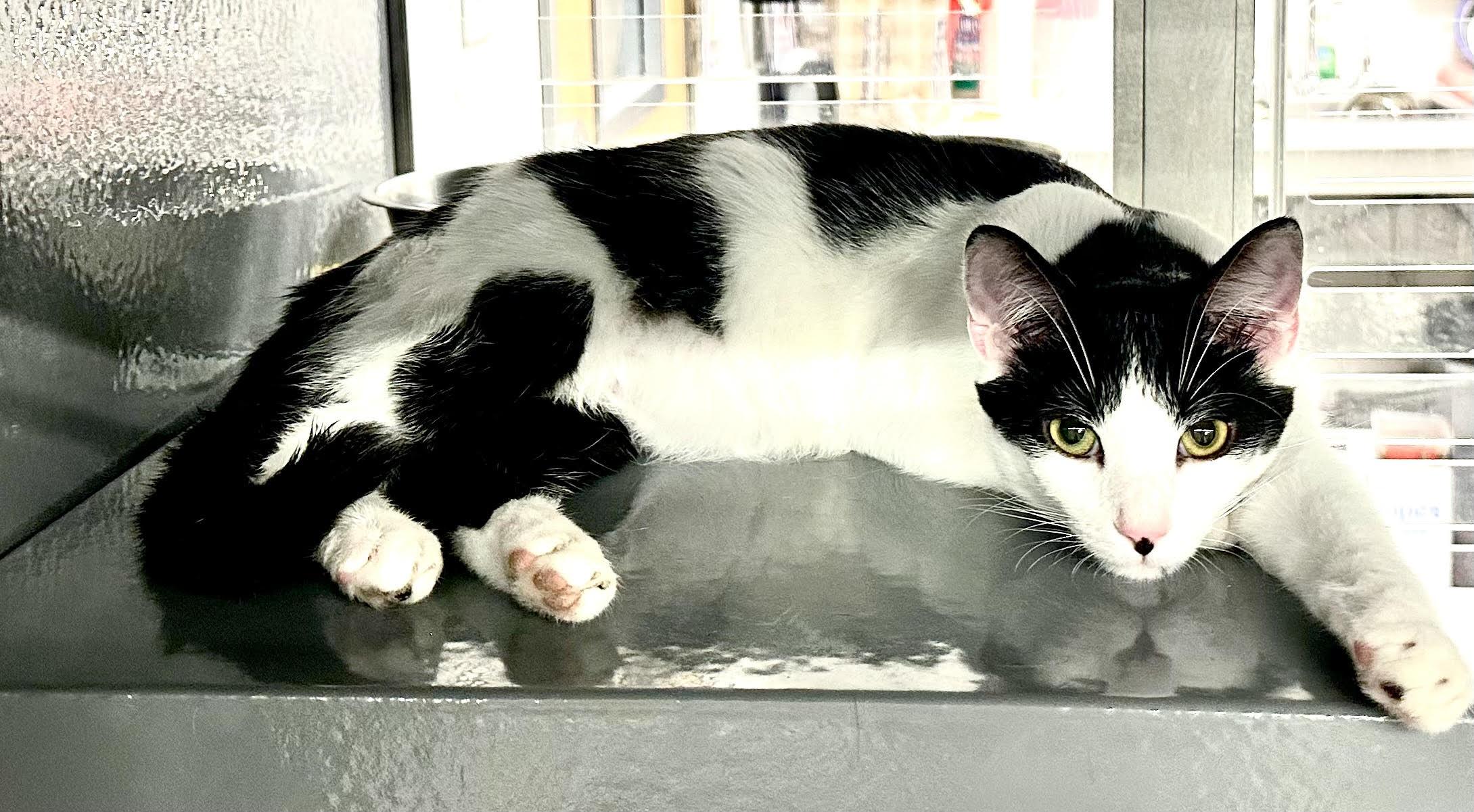 Freckle, adoptable, Young Male Domestic Short Hair.