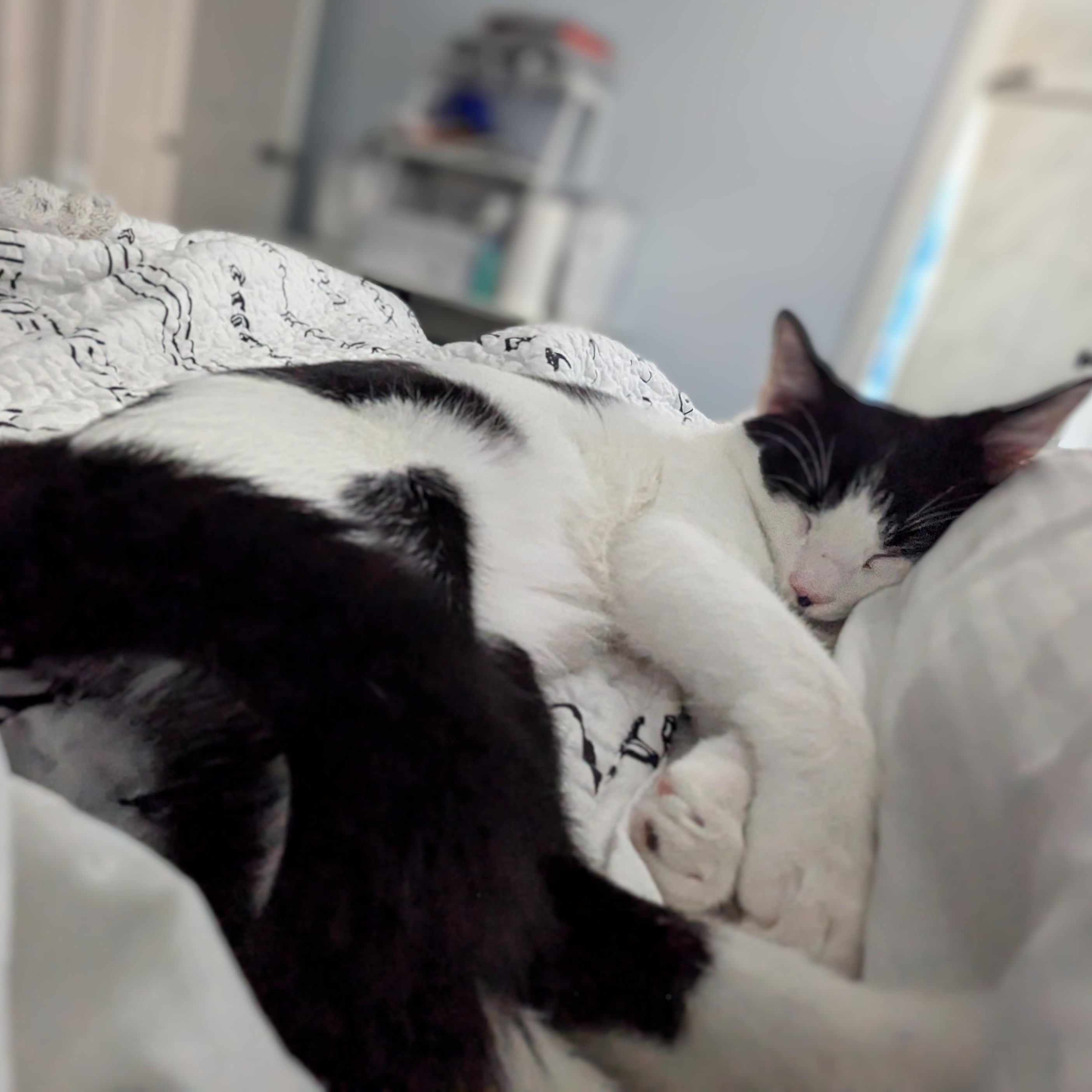 Enlarge Freckle, a Adoptable Domestic Short Hair in Beaufort, SC image 6/6