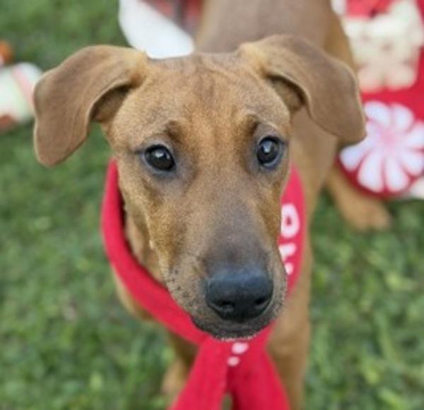 Bren, Adoptable, Young Male Hound.