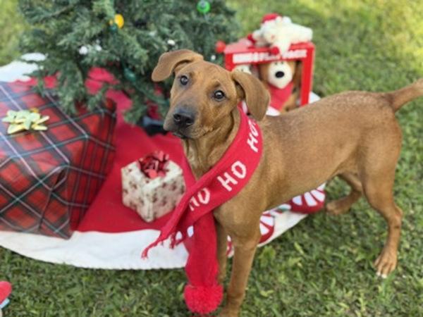 Bren, a Adoptable mixed breed in Dublin, CA image 2/3