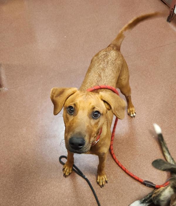 Bren, a Adoptable mixed breed in Dublin, CA image 3/3