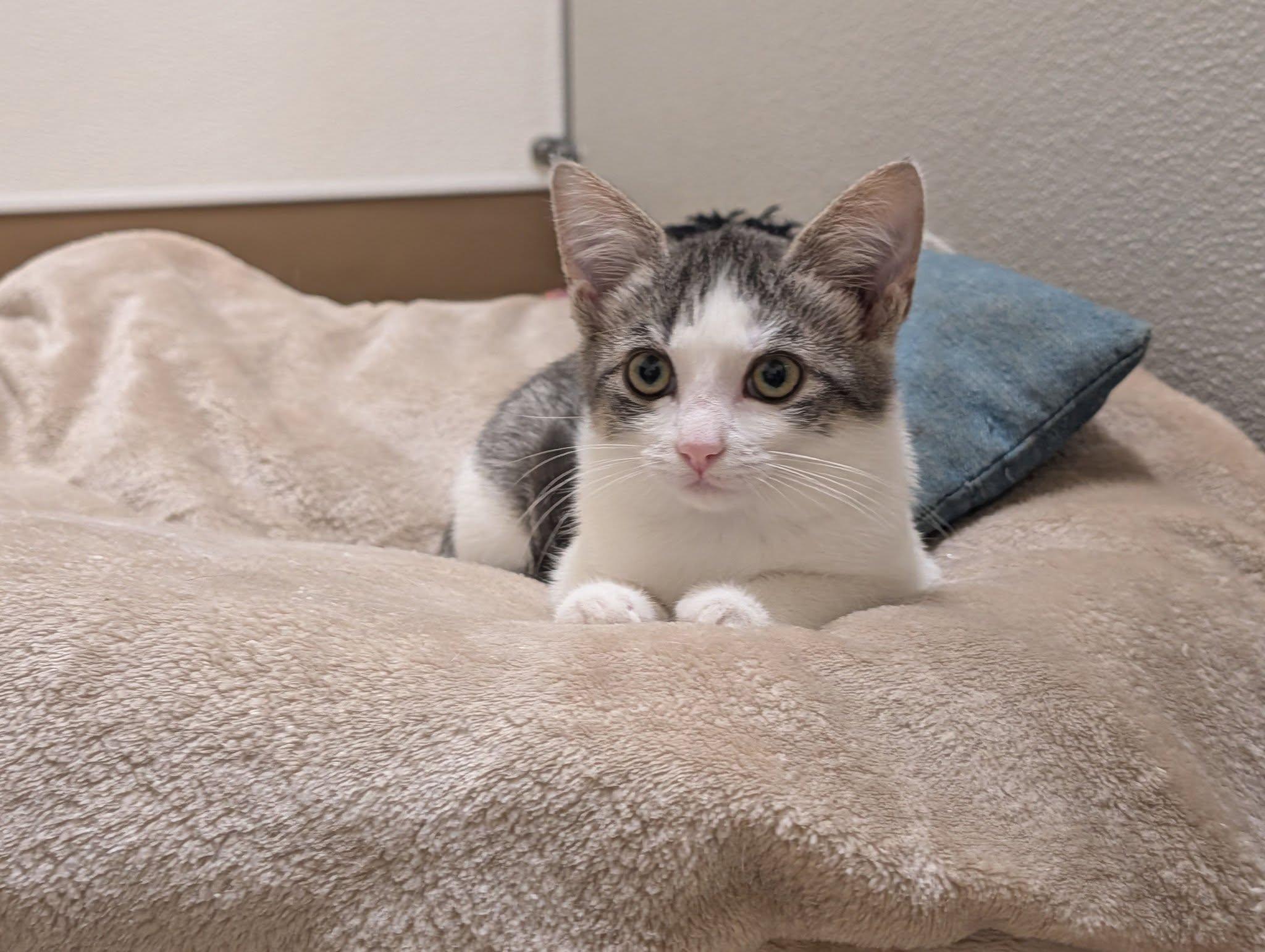 Stitch, Adoptable, Young Female Domestic Short Hair.