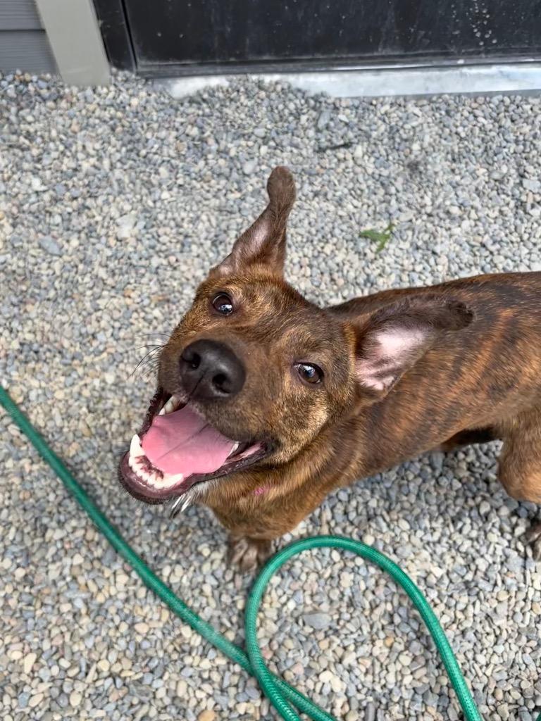 Grape, Adoptable, Young Male Mixed Breed.