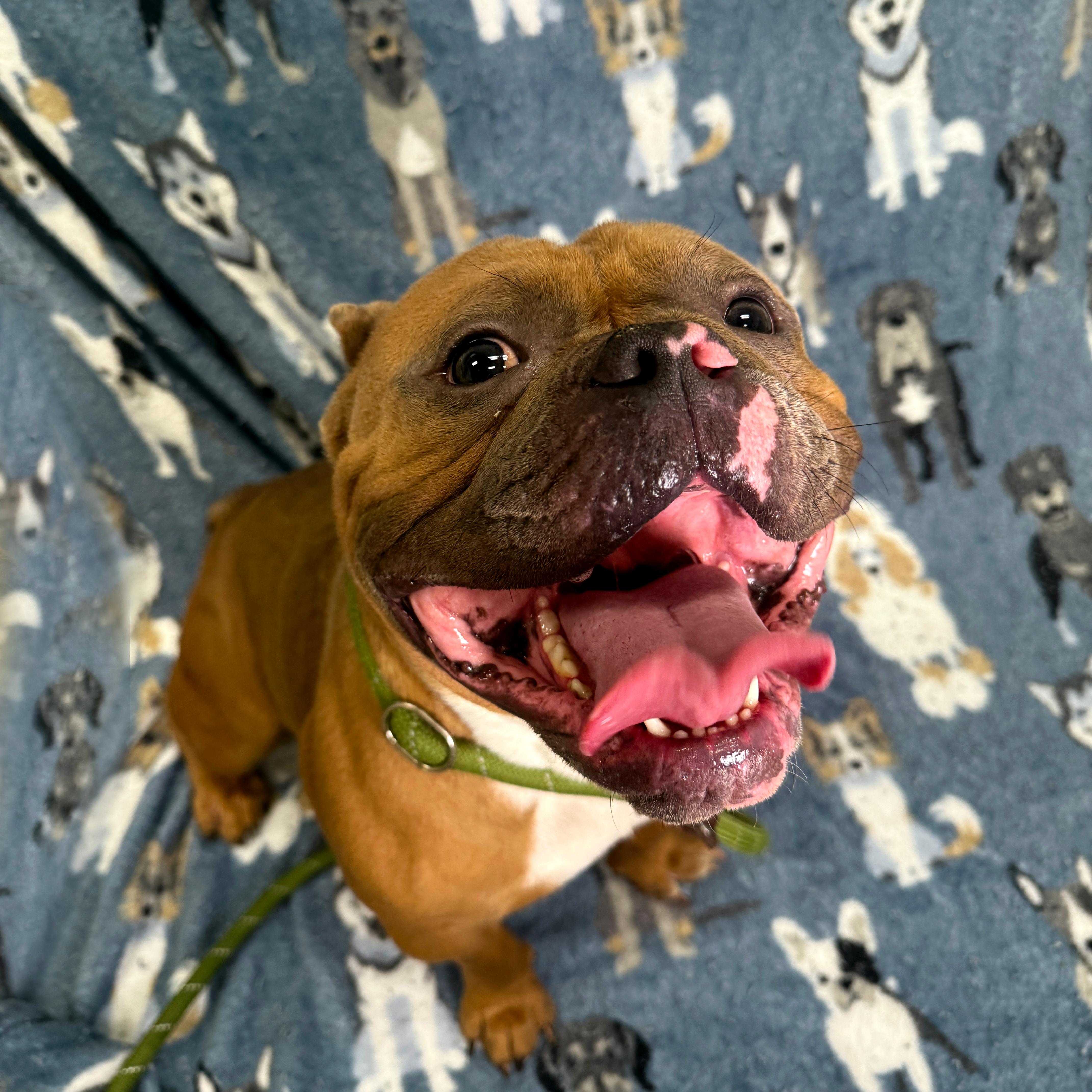 Bud, Adult Male English Bulldog