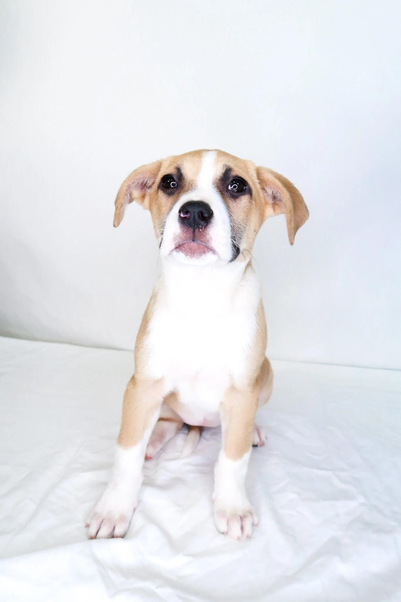 Enlarge Avery, an adopted mixed breed in Bixby, OK image 3/6