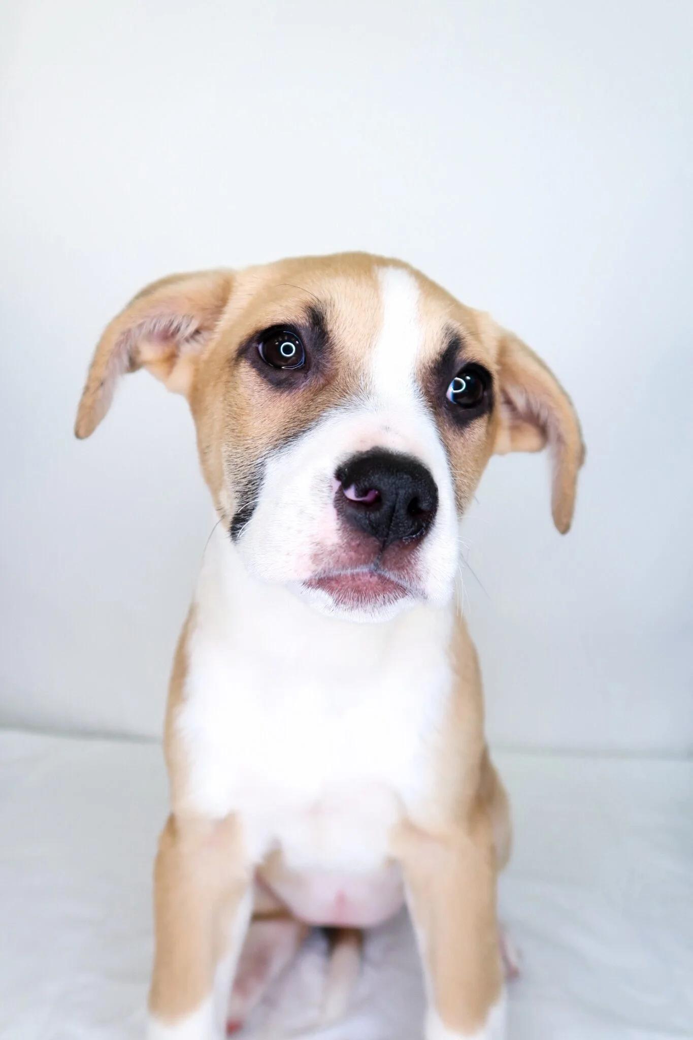 Enlarge Avery, an adopted mixed breed in Bixby, OK image 2/6