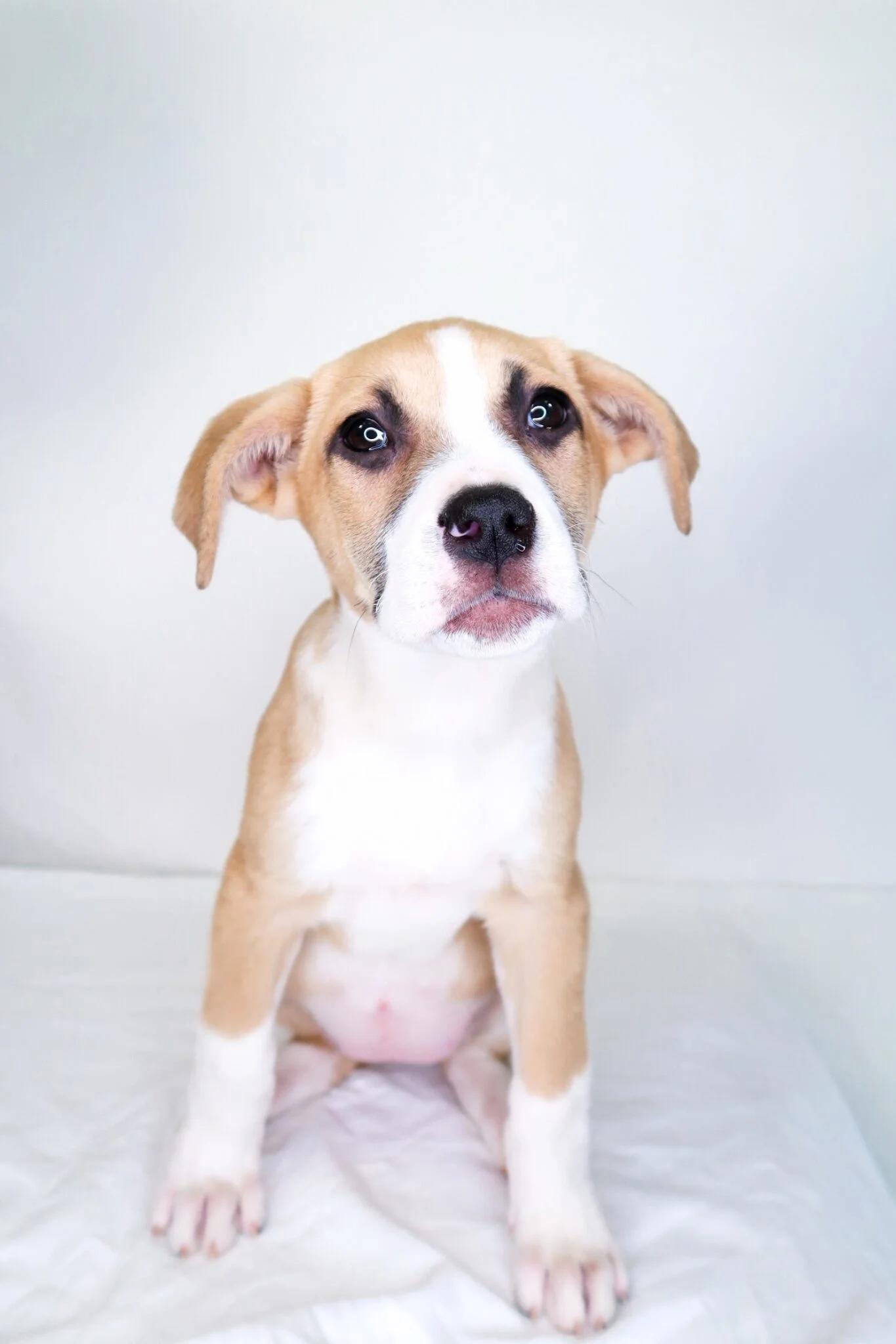 Avery, adopted, Puppy Female Terrier.