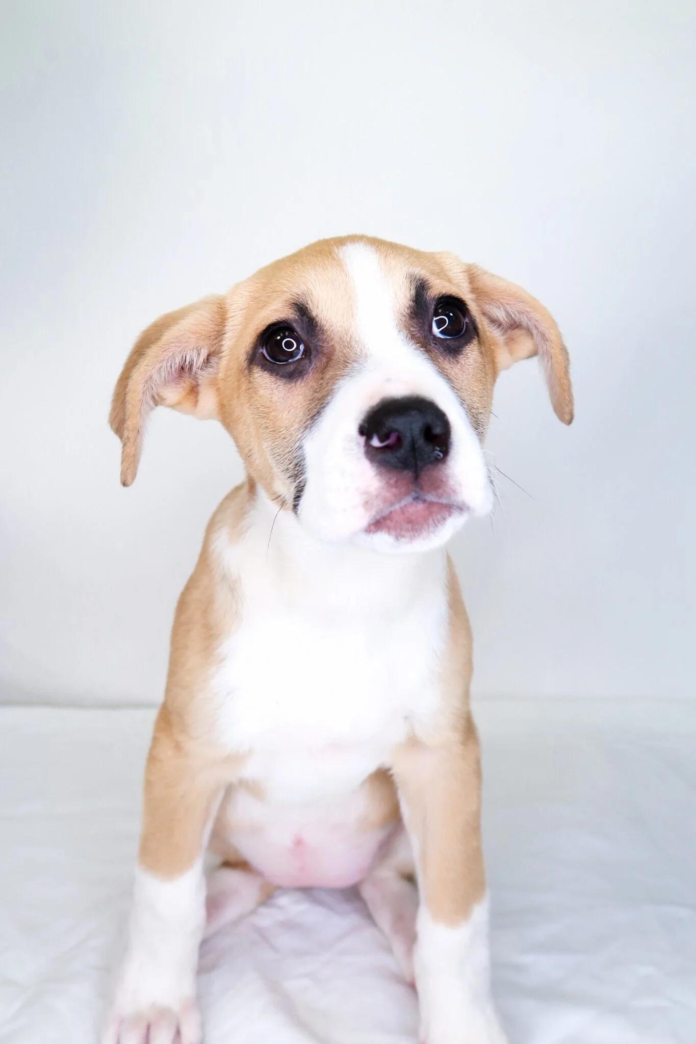 Enlarge Avery, an adopted mixed breed in Bixby, OK image 4/6