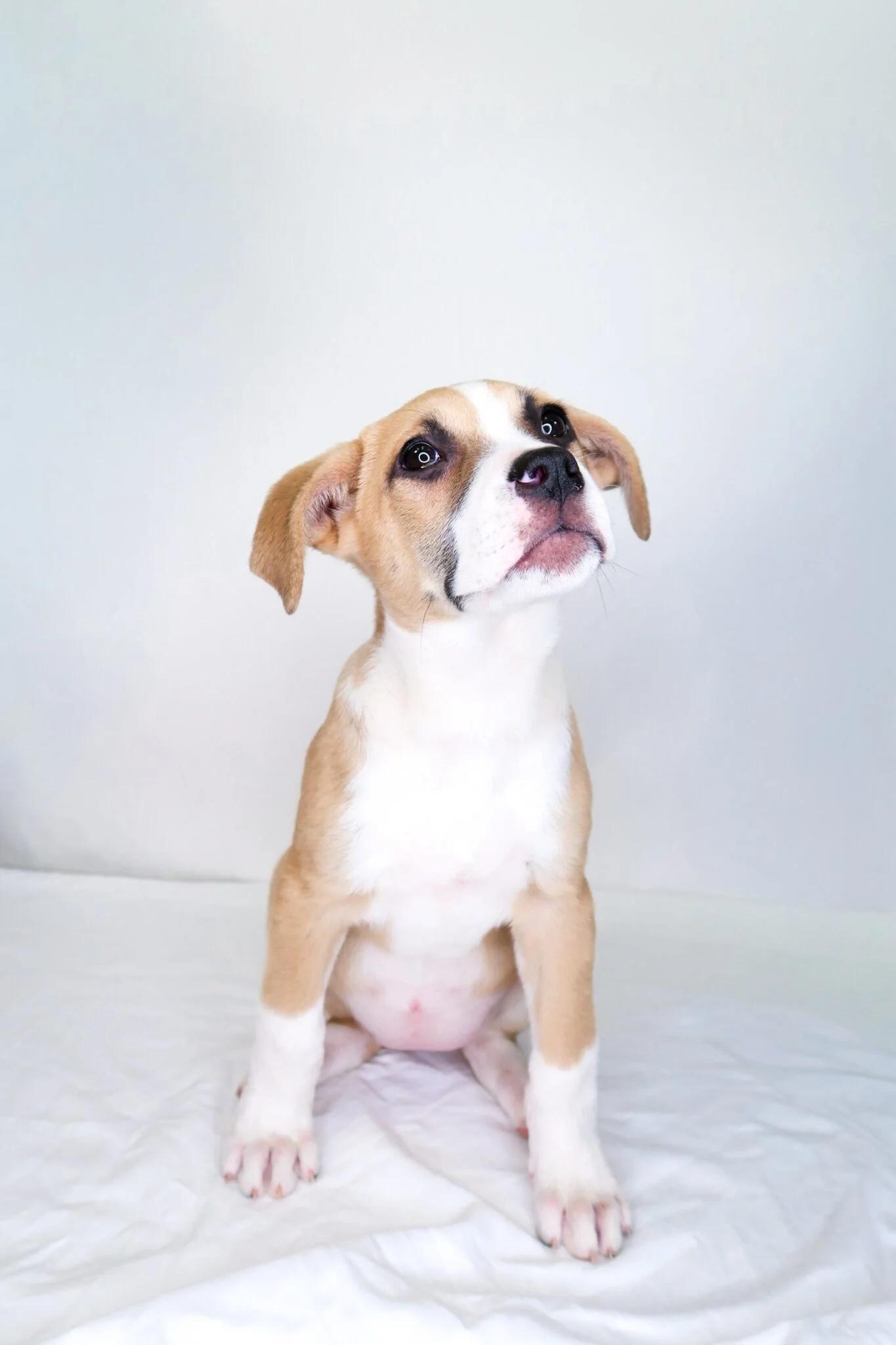 Enlarge Avery, an adopted mixed breed in Bixby, OK image 6/6