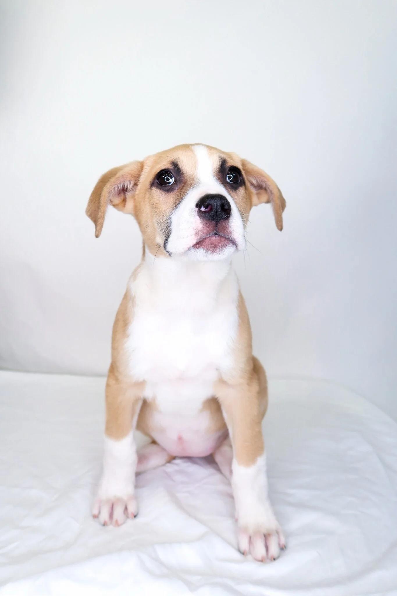 Enlarge Avery, an adopted mixed breed in Bixby, OK image 5/6