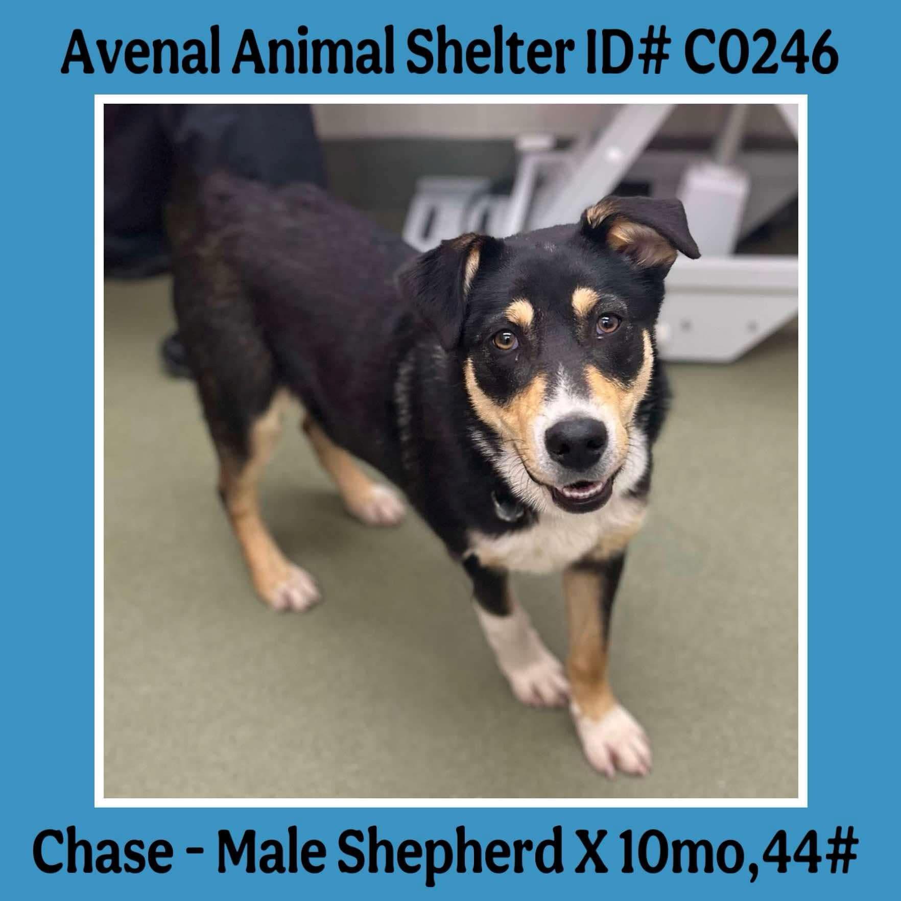 Enlarge Chase, a Adoptable mixed breed in Avenal, CA image 1/1