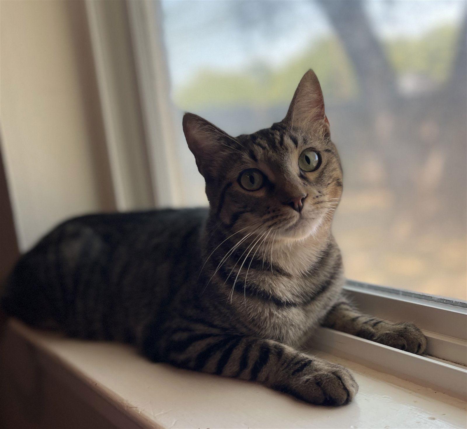 Enlarge Lalo, a Adoptable Domestic Short Hair in Mesquite, TX image 2/2