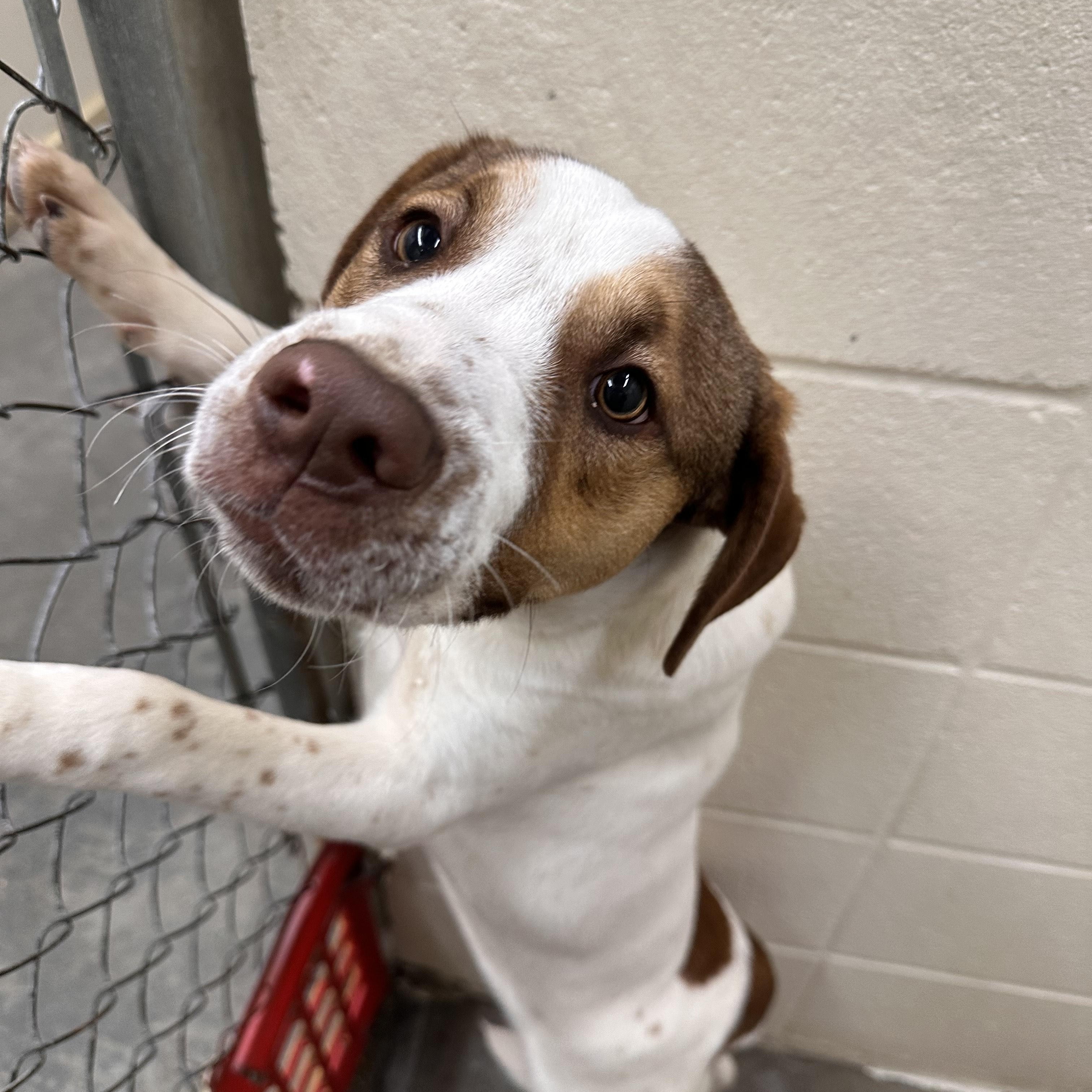 Tobias Terrific — thumbnail 4