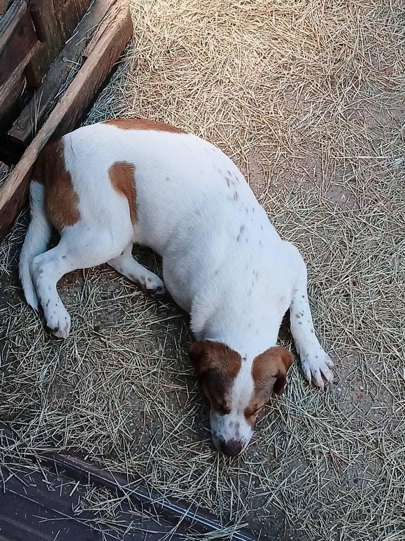 Tobias Terrific — thumbnail 5