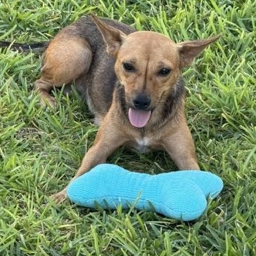 Cricket, a Adoptable mixed breed in Washington, DC image 4/6